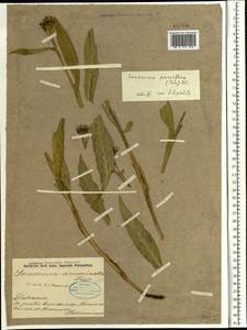 Saussurea parviflora (Poir.) DC., Siberia, Baikal & Transbaikal region (S4) (Russia)