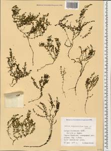 Galium brachyphyllum Schult. & Schult.f., Caucasus, North Ossetia, Ingushetia & Chechnya (K1c) (Russia)