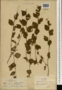 Betula microphylla Bunge, South Asia, South Asia (Asia outside ex-Soviet states and Mongolia) (ASIA) (China)