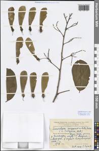 Securidaca inappendiculata Hassk., South Asia, South Asia (Asia outside ex-Soviet states and Mongolia) (ASIA) (China)