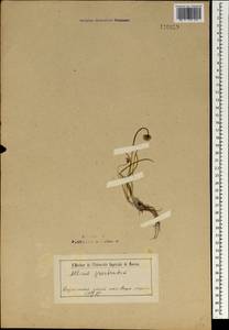 Allium prostratum Trevir., Mongolia (MONG) (Mongolia)
