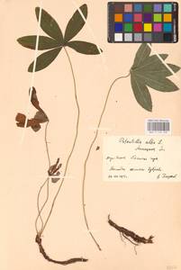 Potentilla alba L., Eastern Europe, Central forest-and-steppe region (E6) (Russia)