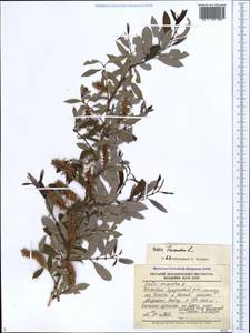 Salix triandra L., Caucasus, Dagestan (K2) (Russia)