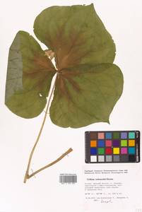 Trillium tschonoskii Maxim., Siberia, Russian Far East (S6) (Russia)