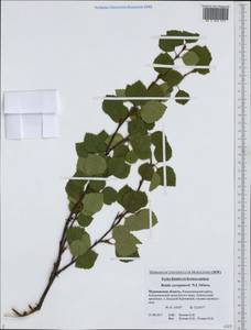 Betula pubescens var. pumila (Zanoni ex Murray) Govaerts, Eastern Europe, Northern region (E1) (Russia)