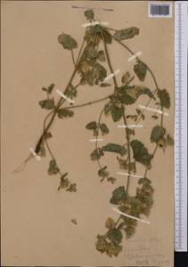 Lophanthus tschimganicus Lipsky, Middle Asia, Western Tian Shan & Karatau (M3)