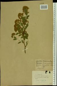 Spiraea chamaedryfolia L., Eastern Europe, Western region (E3) (Russia)