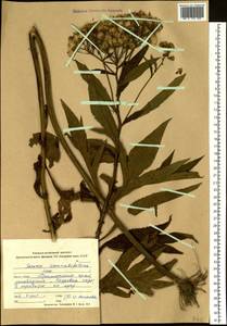 Jacobaea cannabifolia (Less.) E. Wiebe, Siberia, Russian Far East (S6) (Russia)