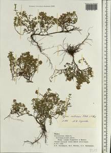 Thymus calcareus Klokov & Des.-Shost., Eastern Europe, Central forest-and-steppe region (E6) (Russia)
