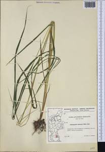 Calamagrostis canescens (Weber) Roth, Western Europe (EUR) (Denmark)
