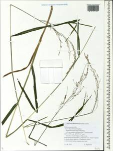 Glyceria lithuanica (Gorski) Gorski, Eastern Europe, Central region (E4) (Russia)