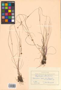 Rhynchospora alba (L.) Vahl, Siberia, Russian Far East (S6) (Russia)