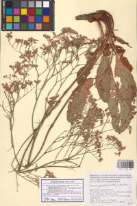 Limonium meyeri (Boiss.) Kuntze, Eastern Europe, Lower Volga region (E9) (Russia)