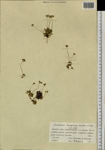 Androsace bungeana Schischk. & Bobrov, Siberia, Western Siberia (S1) (Russia)