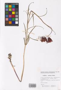 Fritillaria ruthenica Wikst., Eastern Europe, Lower Volga region (E9) (Russia)