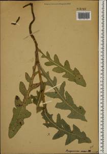 Sonchus, Eastern Europe (no precise locality) (E0) (Not classified)