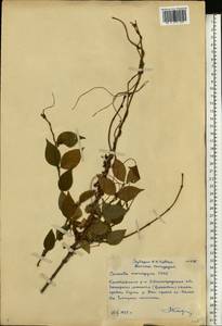 Cuscuta monogyna Vahl, Eastern Europe, Lower Volga region (E9) (Russia)
