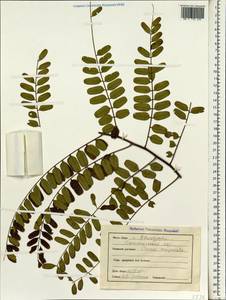 Cassia roxburghii DC., South Asia, South Asia (Asia outside ex-Soviet states and Mongolia) (ASIA) (India)