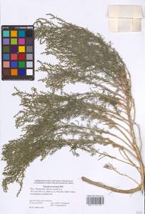 Suaeda prostrata Pall., Eastern Europe, Lower Volga region (E9) (Russia)