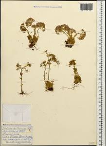 Prometheum pilosum (M. Bieb.) H. Ohba, Caucasus, Armenia (K5) (Armenia)