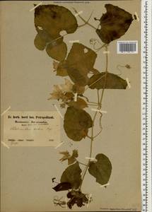 Thladiantha dubia Bunge, South Asia, South Asia (Asia outside ex-Soviet states and Mongolia) (ASIA) (China)