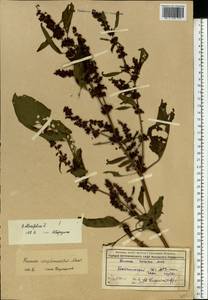 Rumex obtusifolius L., Eastern Europe, Moscow region (E4a) (Russia)