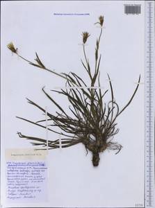 Tragopogon pusillus M. Bieb., Caucasus, Black Sea Shore (from Novorossiysk to Adler) (K3) (Russia)