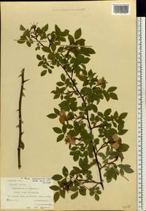 Rosa subcanina (Christ) Dalla Torre & Sarnth., Eastern Europe, Central forest-and-steppe region (E6) (Russia)