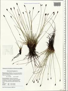 Schoenus ferrugineus L., Eastern Europe, Northern region (E1) (Russia)