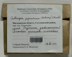 Calliergon giganteum (Schimp.) Kindb., Bryophytes, Bryophytes - Chukotka & Kamchatka (B21) (Russia)