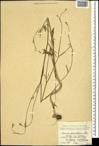 Bunium paucifolium DC., Caucasus, Armenia (K5) (Armenia)