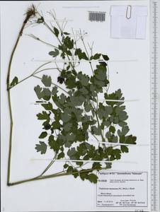 Thalictrum minus subsp. elatum (Jacq.) Stoj. & Stef., Siberia, Central Siberia (S3) (Russia)