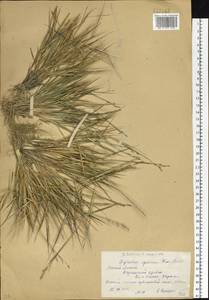 Cleistogenes squarrosa (Trin.) Keng, Siberia, Western (Kazakhstan) Altai Mountains (S2a) (Kazakhstan)