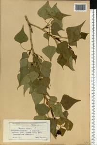 Populus nigra L., Eastern Europe, Lower Volga region (E9) (Russia)