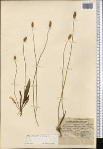 Plantago lanceolata L., Middle Asia, Northern & Central Tian Shan (M4) (Kyrgyzstan)