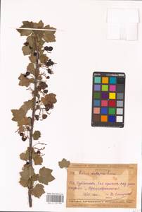 Ribes rubrum L., Eastern Europe, Middle Volga region (E8) (Russia)