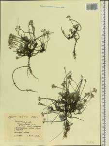 Alyssum lenense Adams, Eastern Europe, Middle Volga region (E8) (Russia)