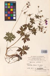 Geranium palustre L., Eastern Europe, West Ukrainian region (E13) (Ukraine)