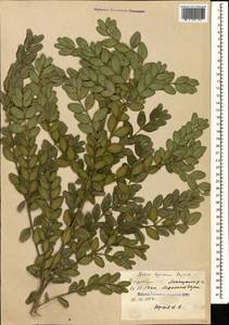 Buxus sempervirens L., Caucasus, Azerbaijan (K6) (Azerbaijan)
