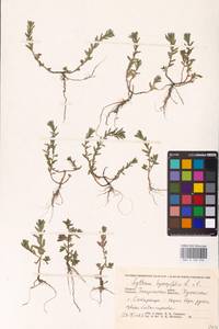 Lythrum hyssopifolia L., Eastern Europe, West Ukrainian region (E13) (Ukraine)