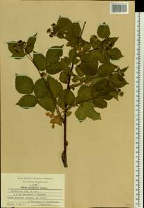 Rubus nessensis Hall, Eastern Europe, Central region (E4) (Russia)