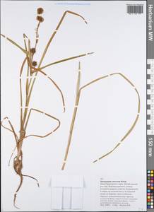 Sparganium emersum Rehmann, Siberia, Russian Far East (S6) (Russia)