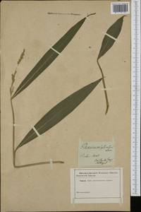 Setaria palmifolia (J.Koenig) Stapf, South Asia, South Asia (Asia outside ex-Soviet states and Mongolia) (ASIA) (Russia)