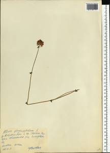 Allium sphaerocephalon L., Eastern Europe, Central forest-and-steppe region (E6) (Russia)