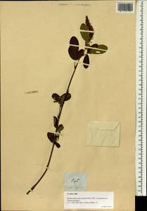 Desmodium heterocarpon (L.)DC., South Asia, South Asia (Asia outside ex-Soviet states and Mongolia) (ASIA) (Philippines)