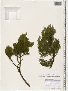 Juniperus excelsa M.-Bieb., Caucasus, Krasnodar Krai & Adygea (K1a) (Russia)