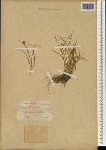 Carex oederi var. oederi, South Asia, South Asia (Asia outside ex-Soviet states and Mongolia) (ASIA) (Iran)