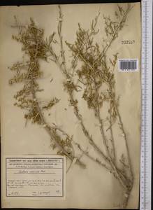 Xylosalsola arbuscula (Pall.) Tzvelev, Middle Asia, Syr-Darian deserts & Kyzylkum (M7) (Kazakhstan)