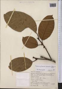 Pouteria pubescens (Aubrév. & Pellegr.) T.D.Penn., America (AMER) (Peru)
