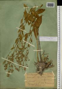 Lepidium cordatum Willd. ex DC., Siberia, Western (Kazakhstan) Altai Mountains (S2a) (Kazakhstan)